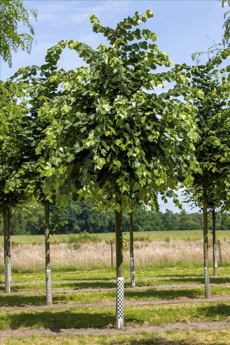 Tilia tomentosa 'Brabant' Silberlinde 'Brabant'
