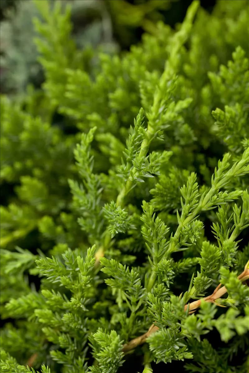 Juniperus horizontalis 'Prince of Wales' Teppichwacholder 'Prince of Wales'