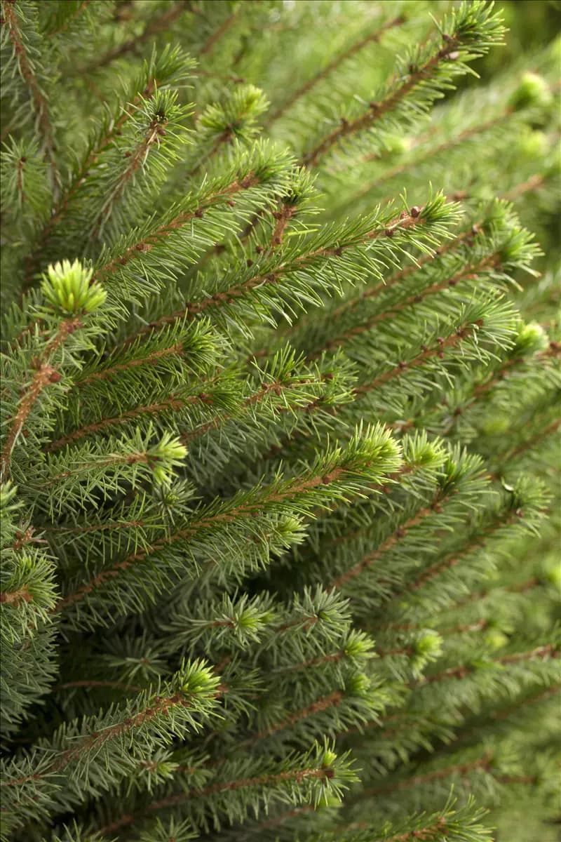 Picea omorika Serbische Fichte