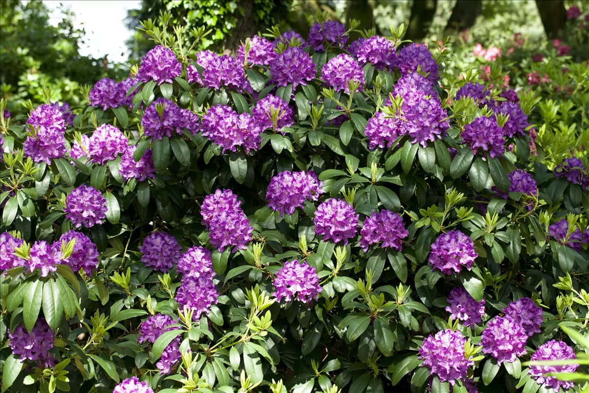 Rhododendron Hybr.'Catawb. Grandiflorum' I Rhododendron-Hybride 'Catawb.Grandiflorum'