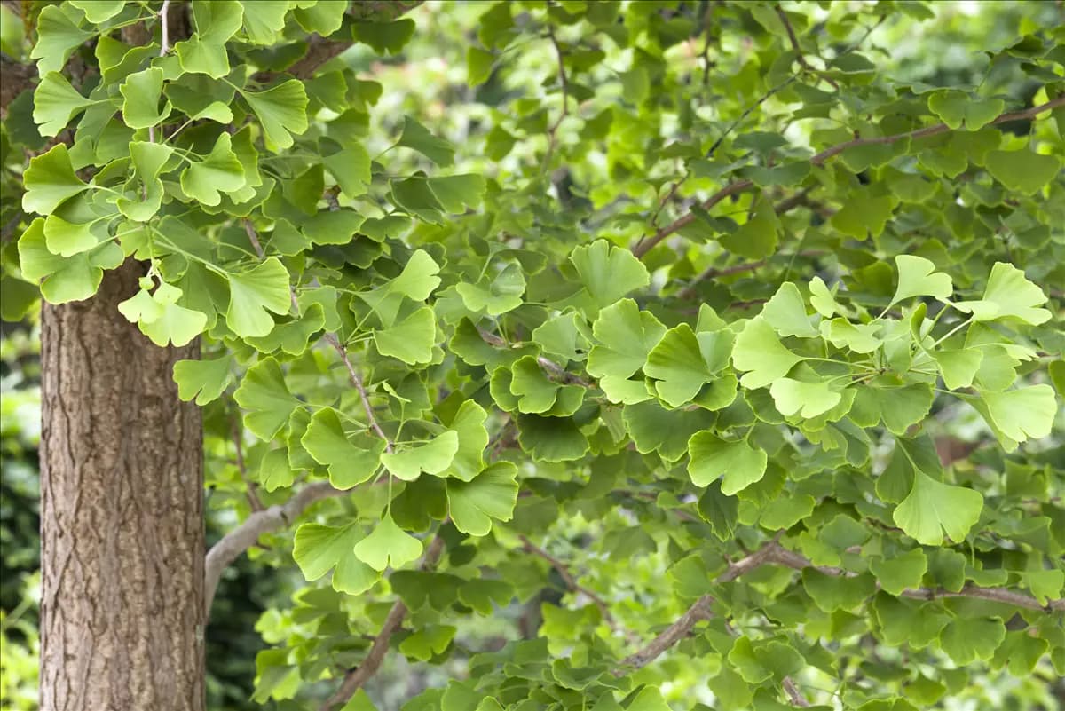 Ginkgo biloba - Baum Fächerblattbaum