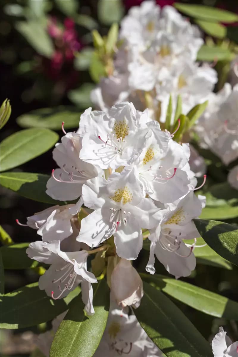 Rhododendron Hybr.'Catawbiense Album' II Rhododendron-Hybride 'Catawbiense Album'