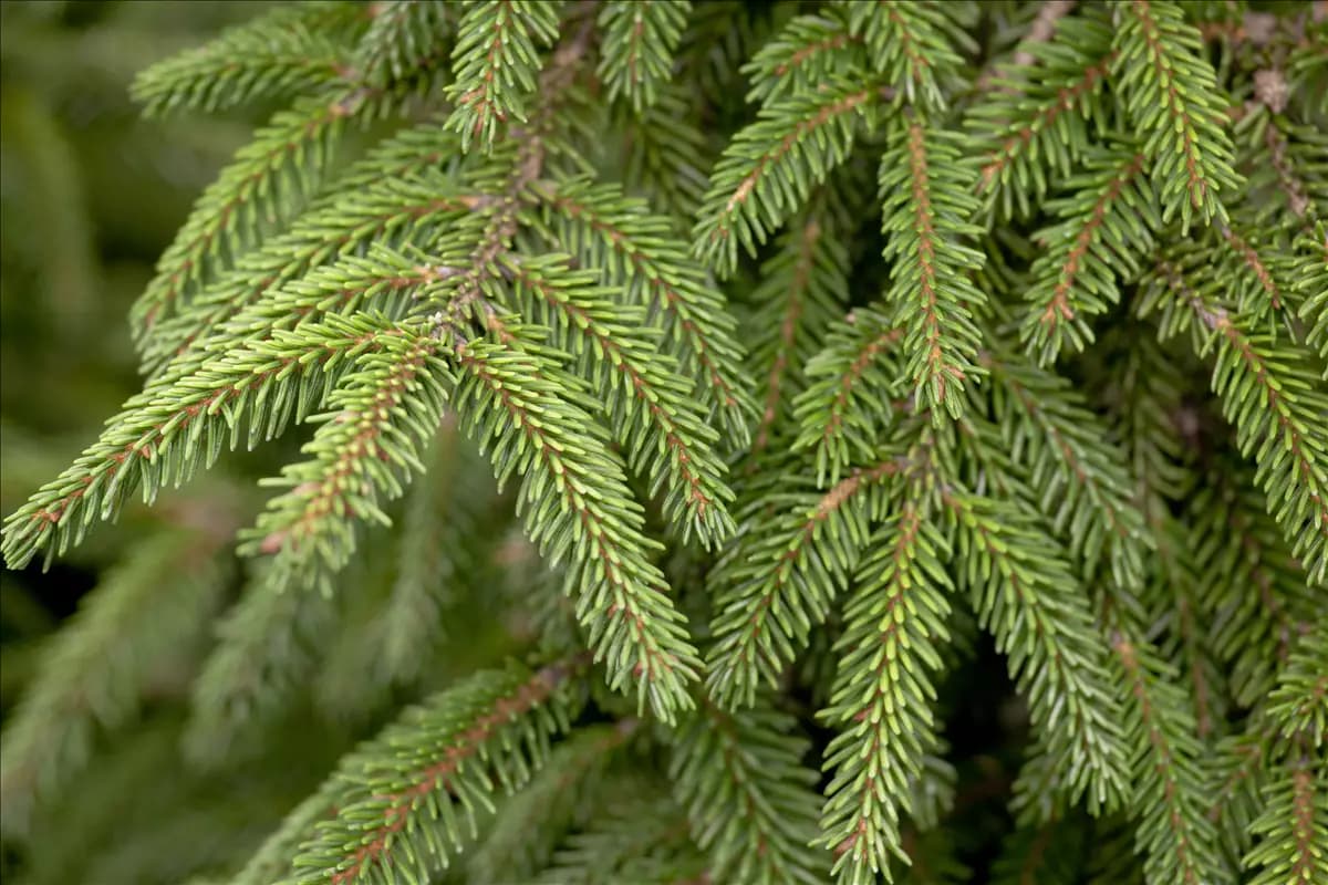 Picea orientalis 'Aureospicata' Stechfichte