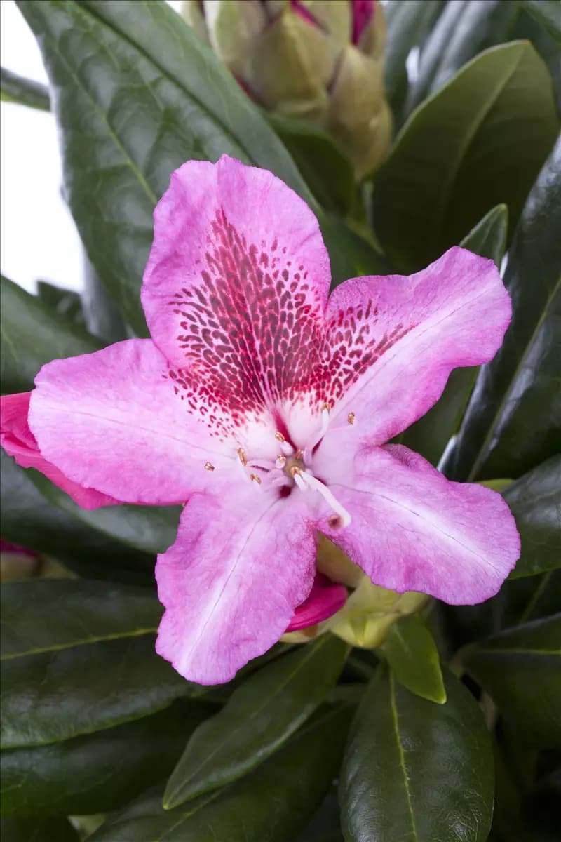 Rhododendron Hybr.'Cosmopolitan' III Rhododendron-Hybride 'Cosmopolitan'