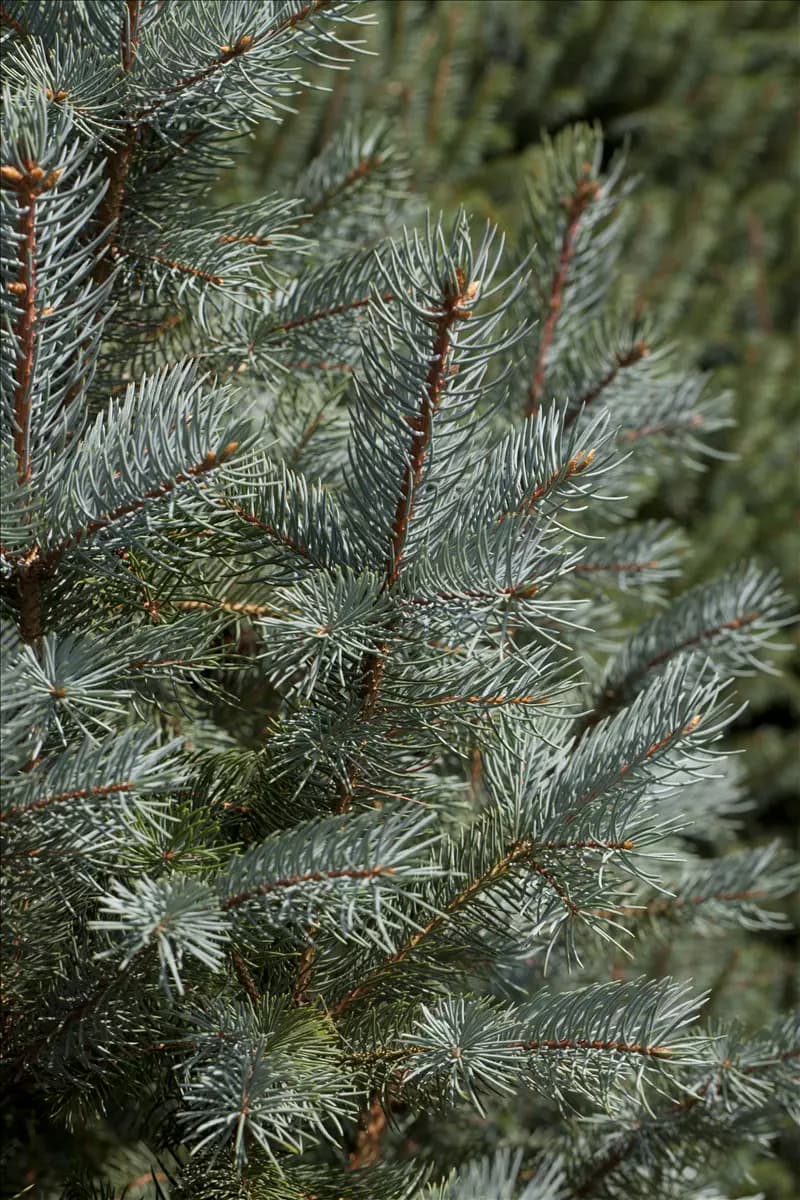 Picea pungens 'Iseli Fastigiate' Blaue Säulen-Stechfichte