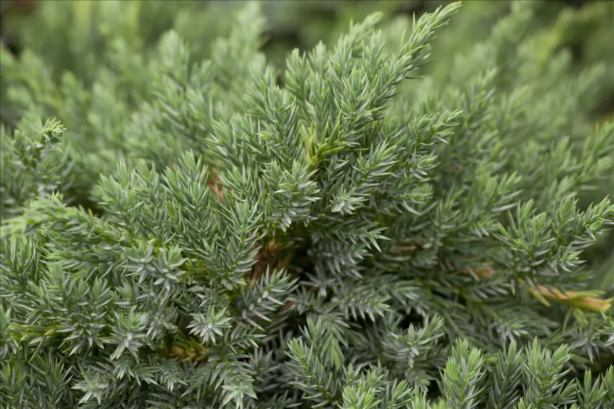 Juniperus squamata 'Blue Carpet' - Nadeln - Koniferen Bodenwacholder 'Blue Carpet'