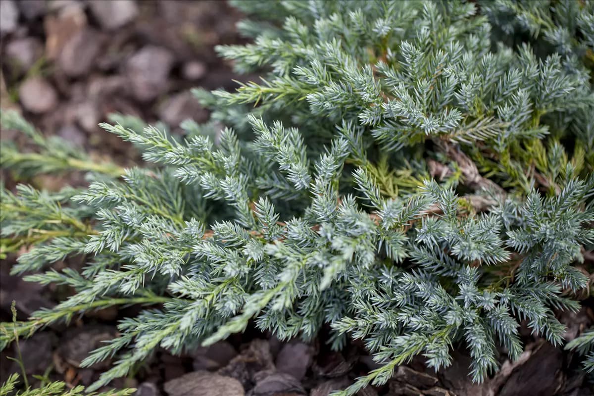 Juniperus squamata 'Blue Swede' Wacholder 'Blue Swede'