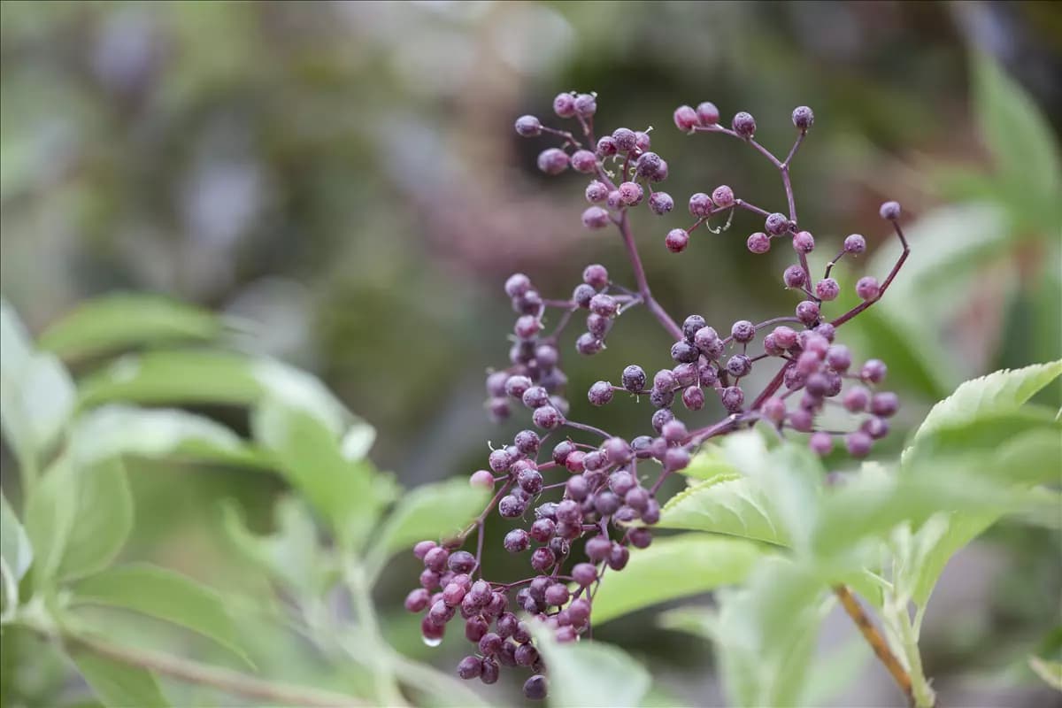 Sambucus nigra Schwarzer Holunder