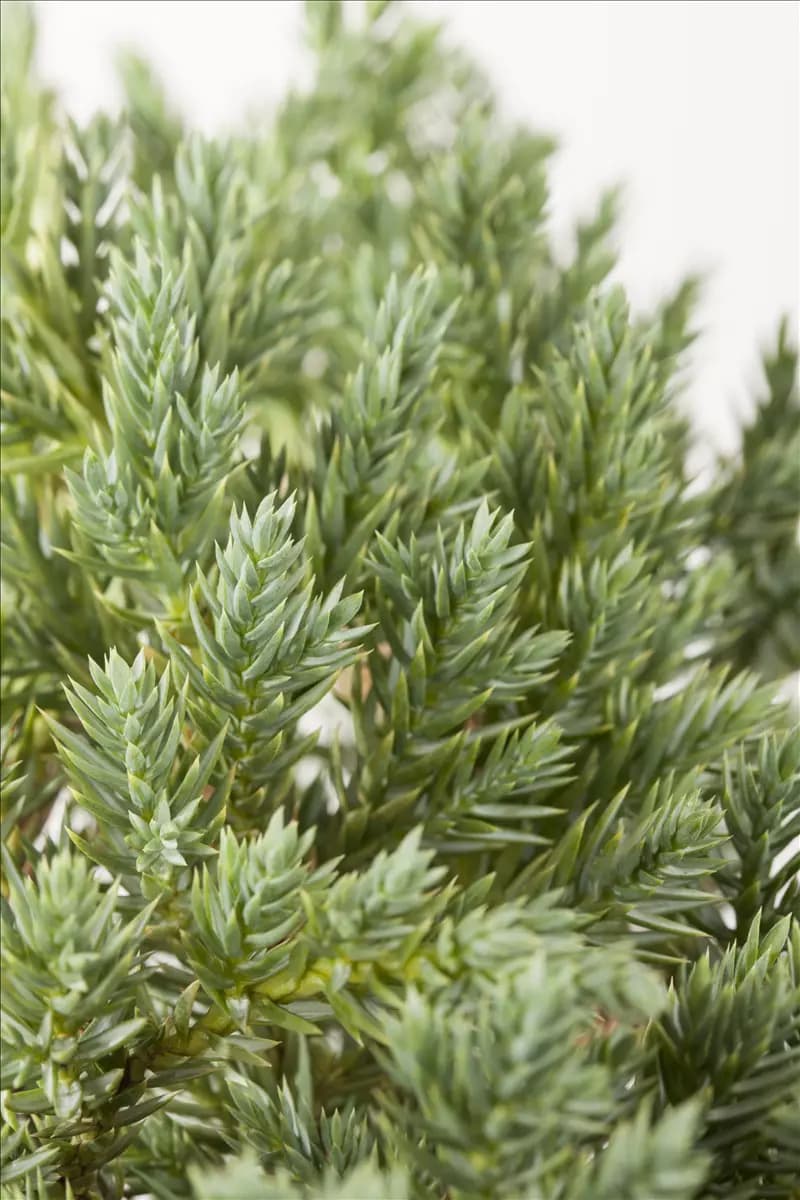 Juniperus squamata 'Blue Star' Blauer Zwerg-Wacholder