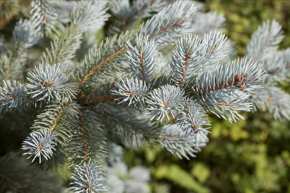 Picea pungens 'Fat Albert' Blaufichte 'Fat Albert'