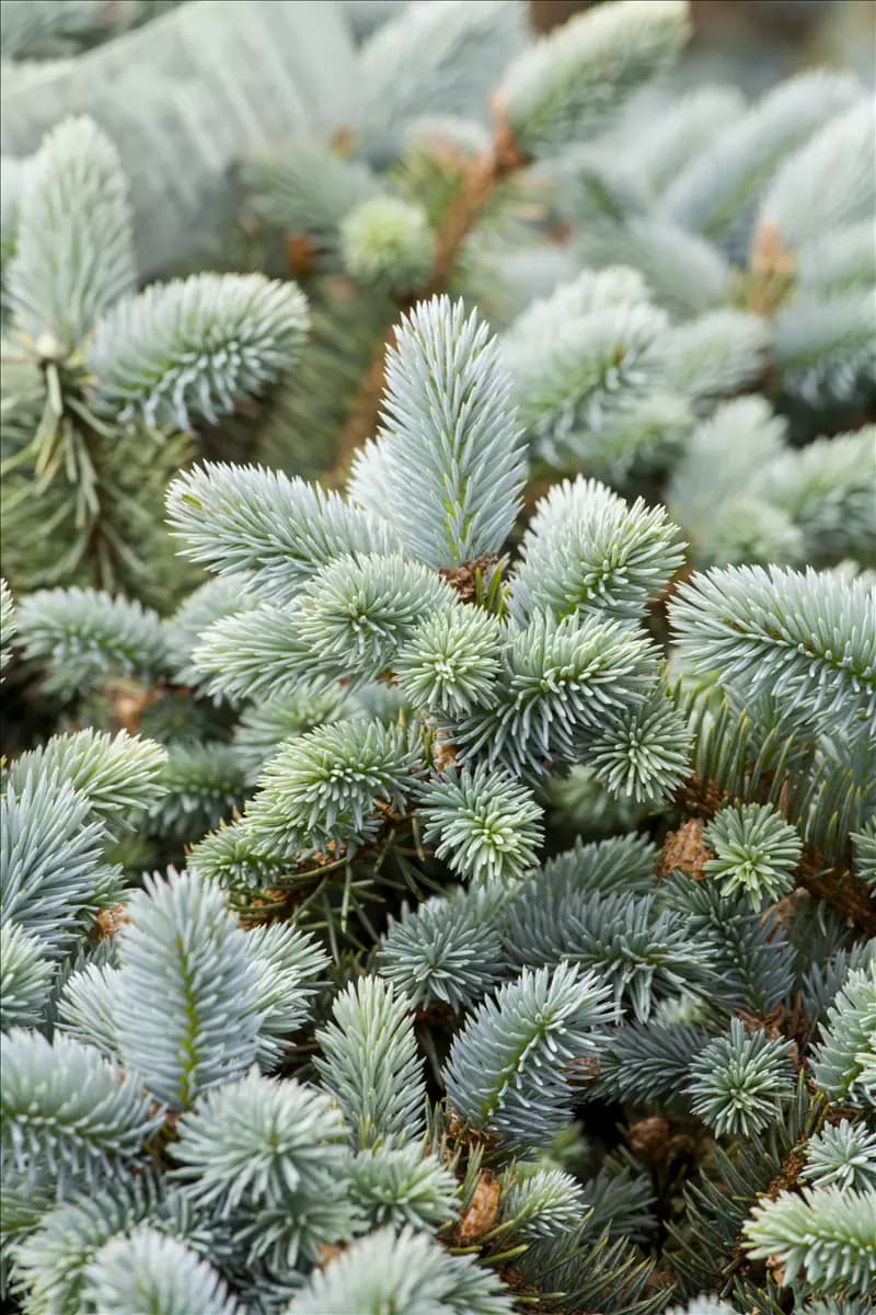 Picea pungens 'Glauca' Blaue Stechfichte