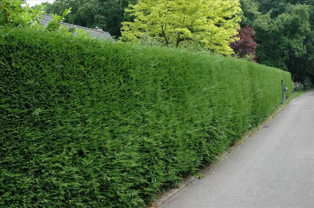 Heckenpflanzen