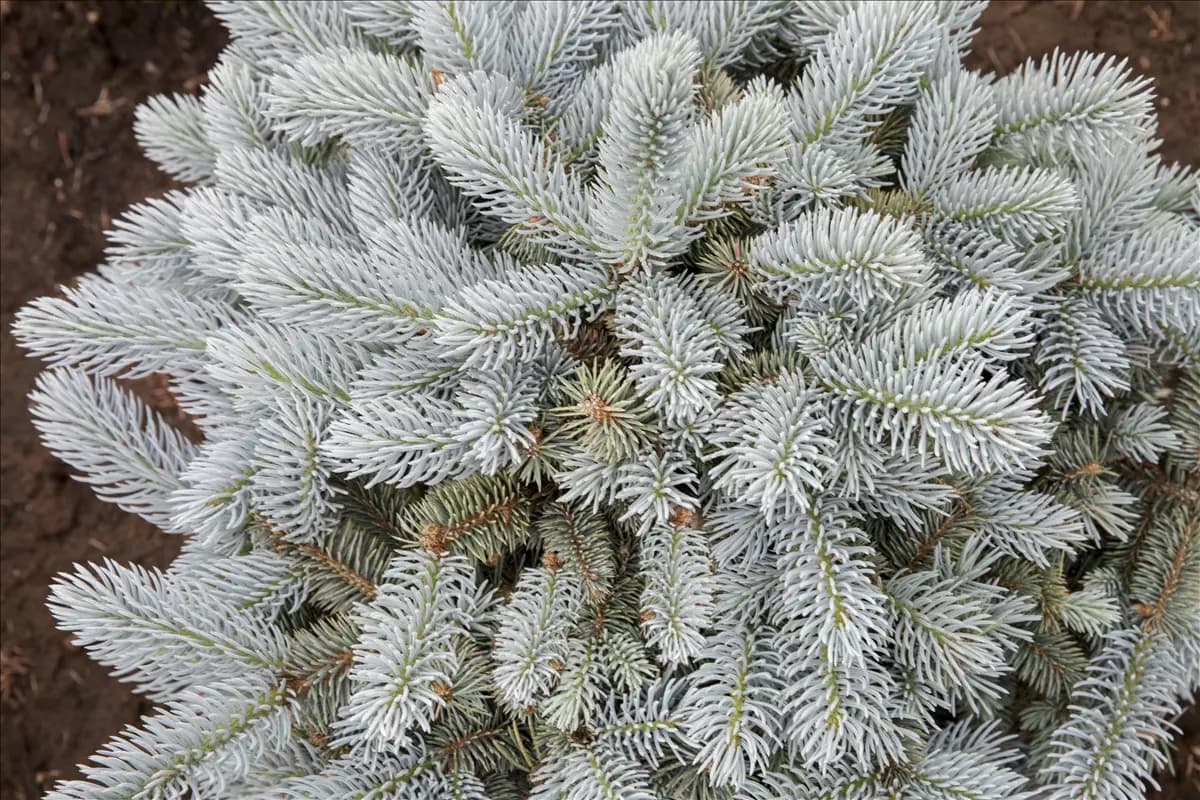 Picea pungens 'Glauca Globosa' Kleine Blaufichte