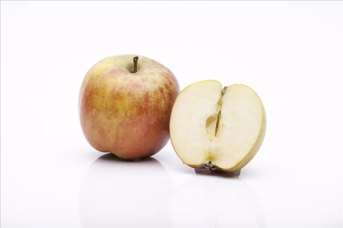 Malus 'Roter Boskoop' CAC - Formgehölze Apfel 'Roter Boskoop' spät