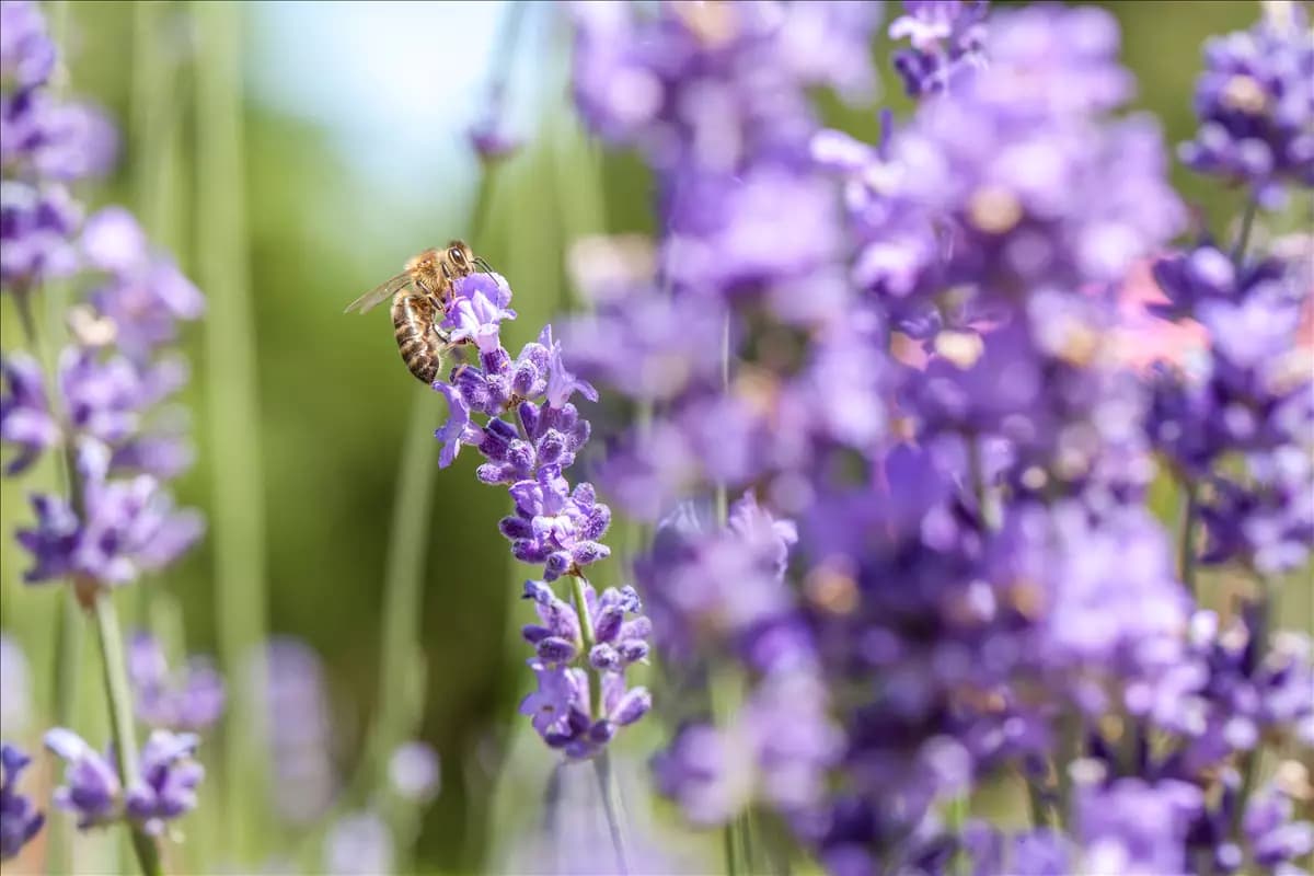 Bienenfreundliche Stauden – Naschparadies für Bienen