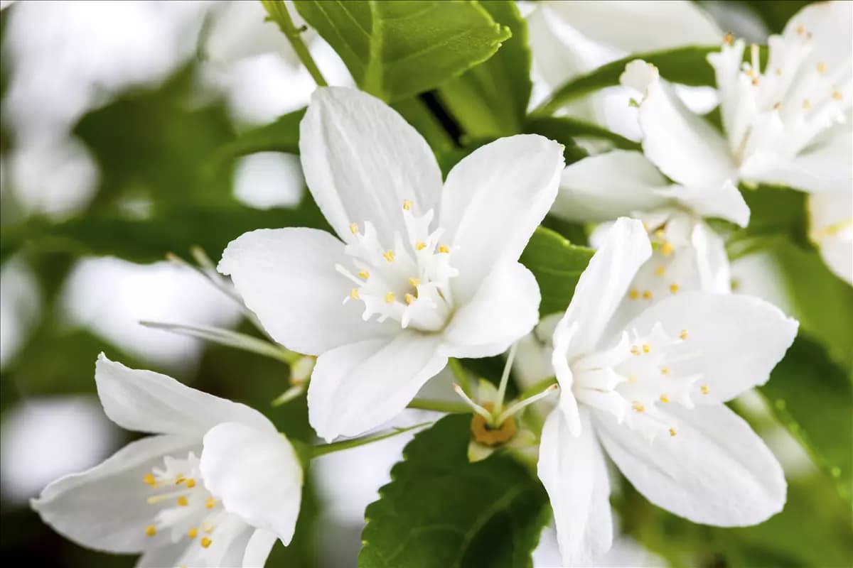 Deutzia gracilis Maiblumenstrauch