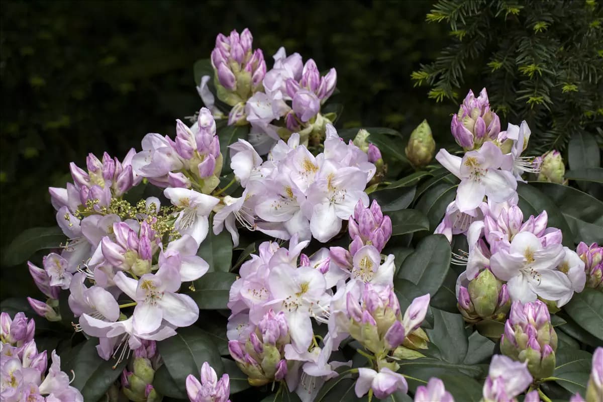 Rhododendron Hybr.'Gomer Waterer' II Rhododendron-Hybride 'Gomer Waterer'