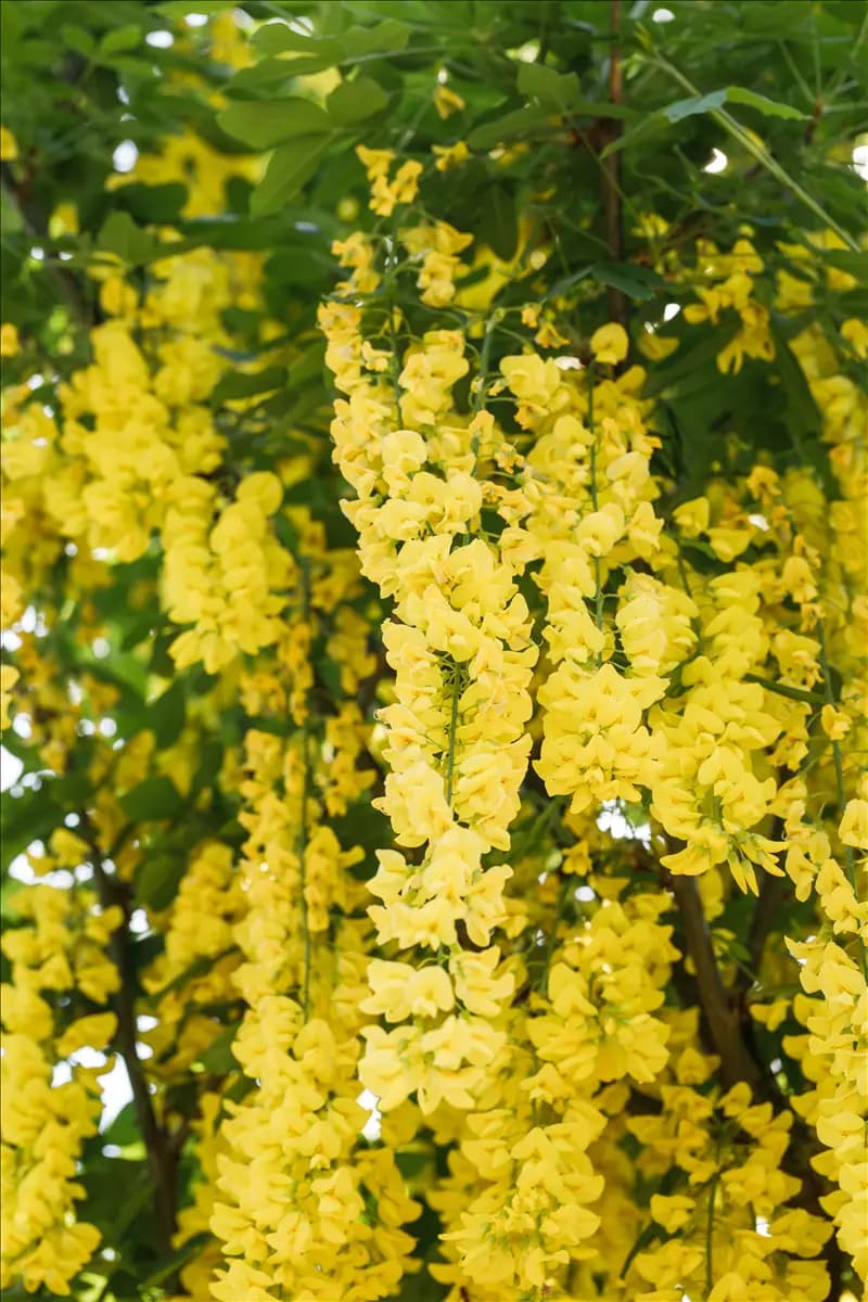 Laburnum watereri 'Vossii' Edel-Goldregen