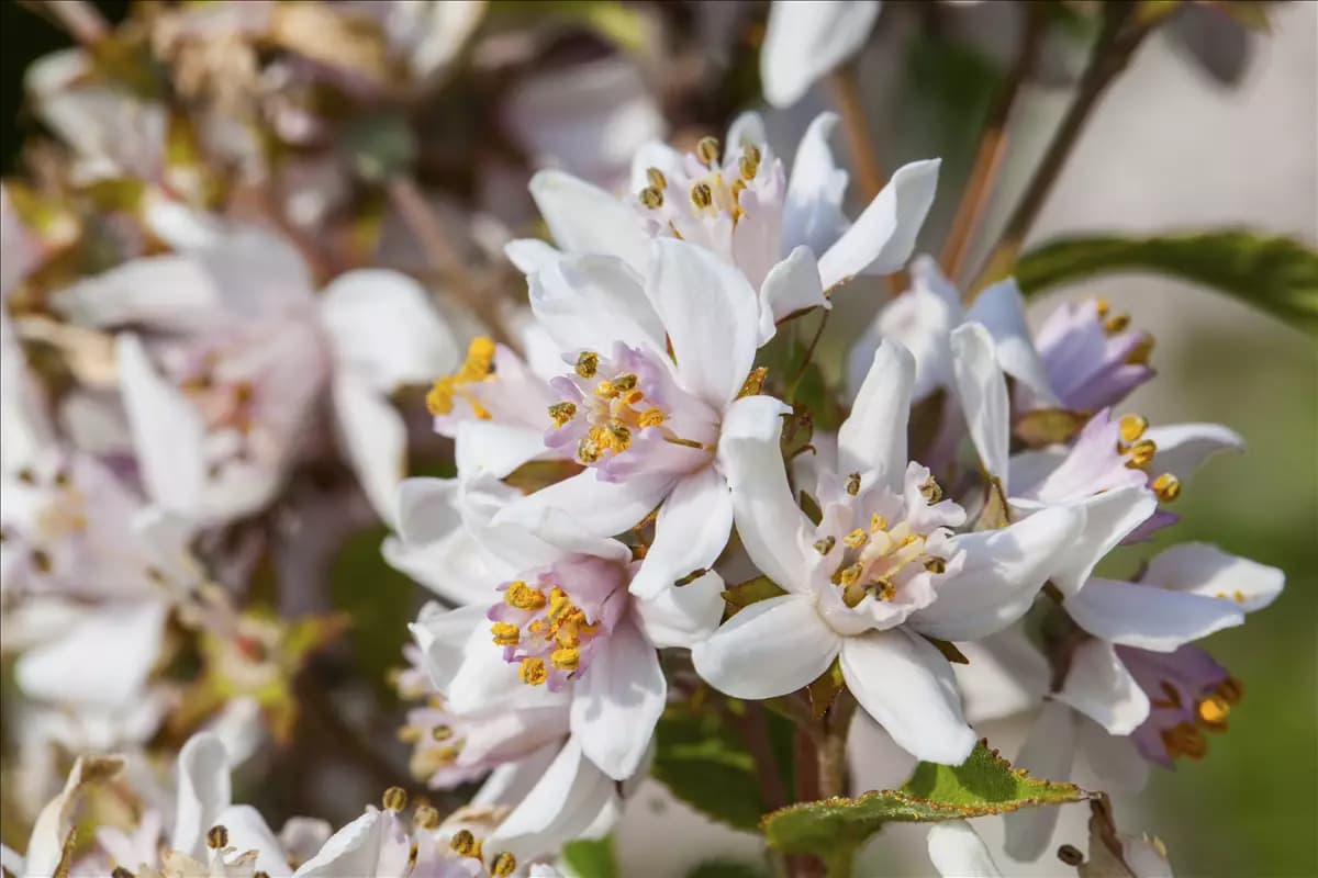 Deutzia kalmiiflora Kalmiendeutzie