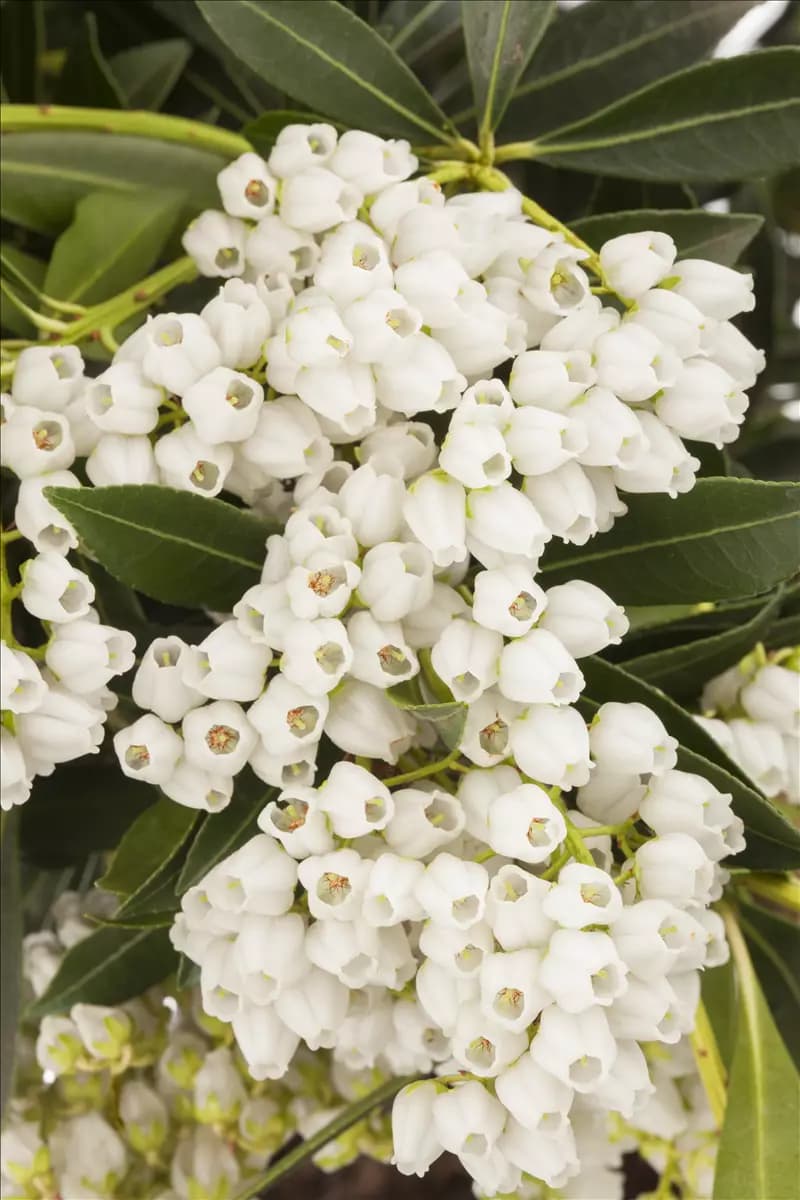 Pieris japonica 'Debutante' Schattenglöckchen 'Debutante'