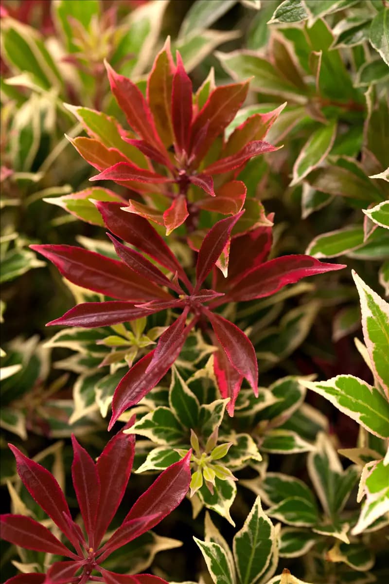 Pieris japonica 'Flaming Silver' Schattenglöckchen 'Flaming Silver'