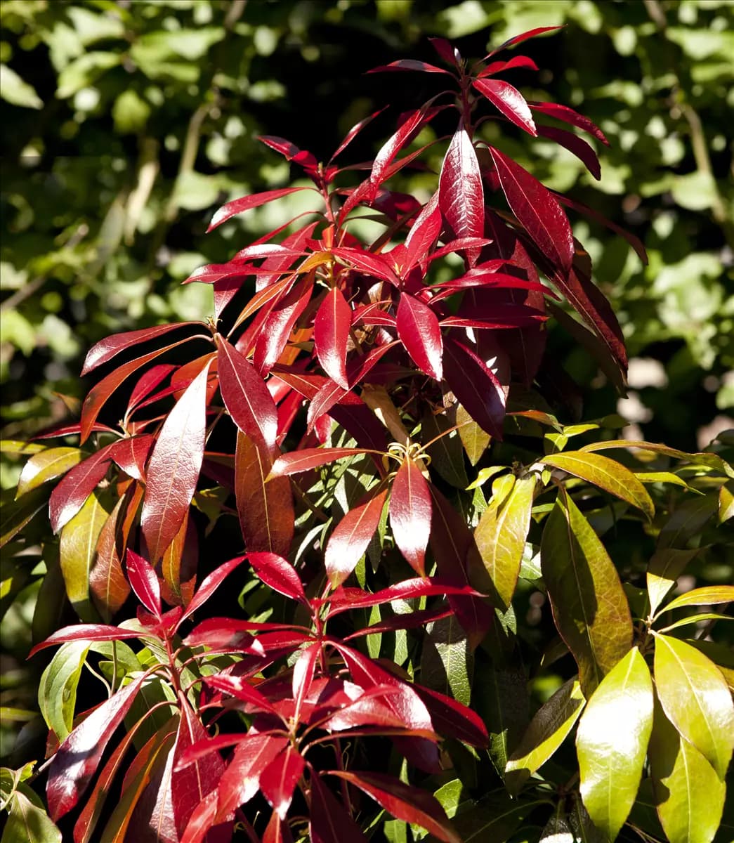 Pieris japonica 'Forest Flame' Schattenglöckchen 'Forest Flame'