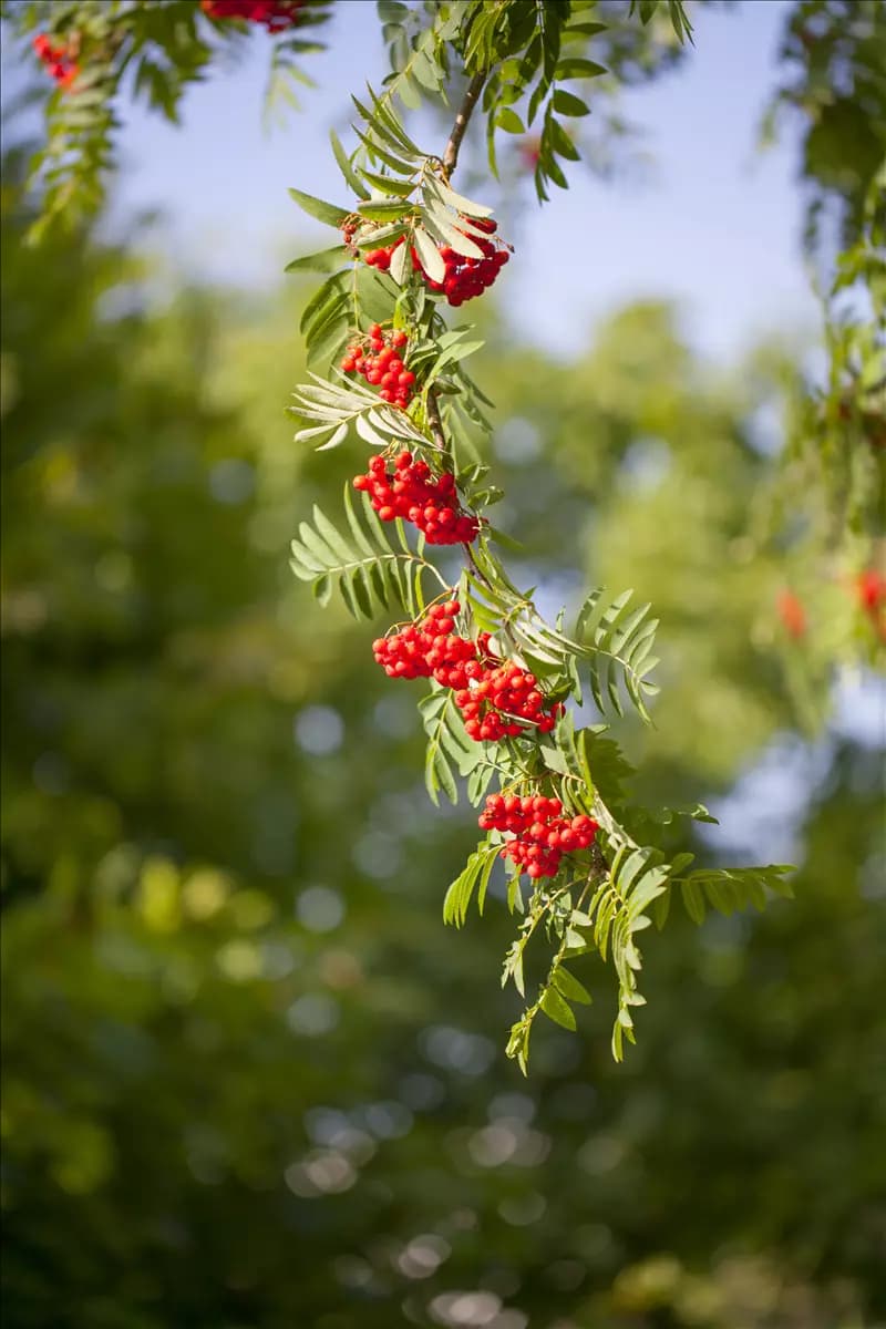 Sorbus aucuparia - Baum Gewöhnliche Eberesche
