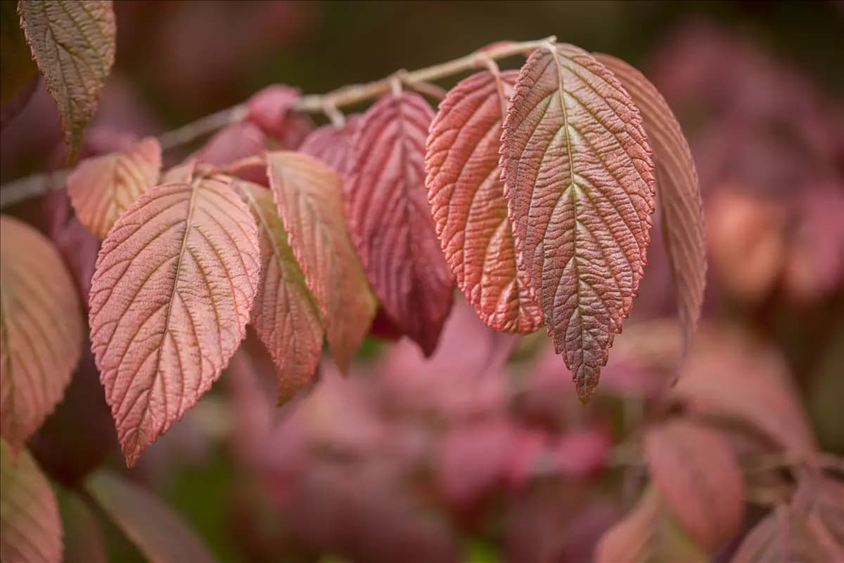 Viburnum plicatum 'Mariesii' Jap.Schneeball 'Mariesii'