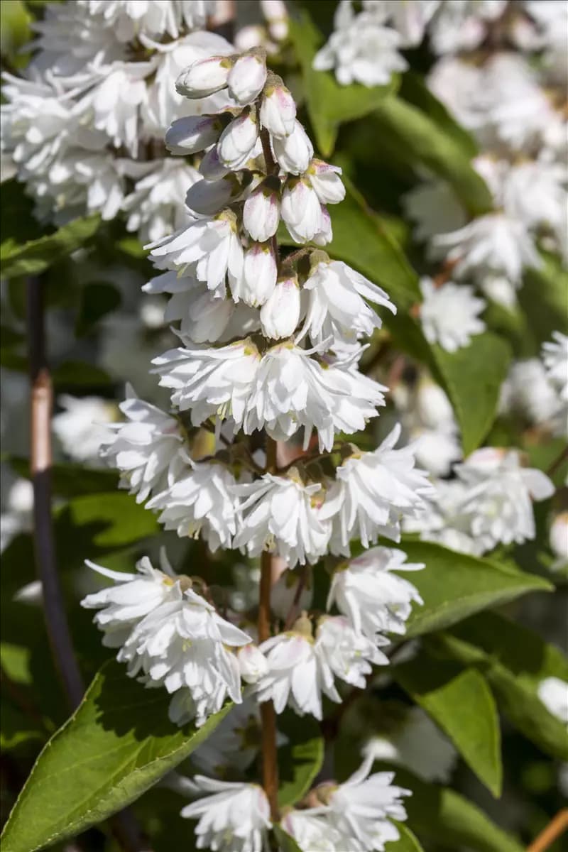 Deutzia scabra 'Plena' Gefüllter Sternchenstrauch