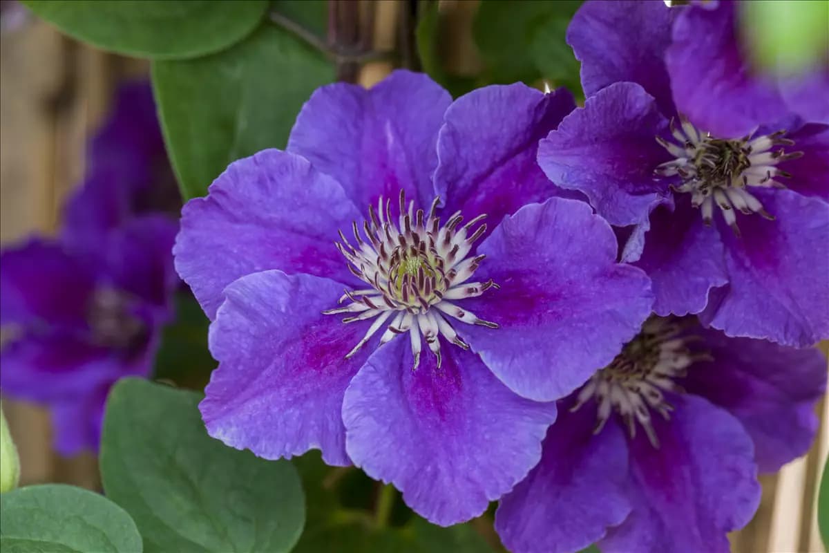 Clematis 'Ashva' Waldrebe 'Ashva'