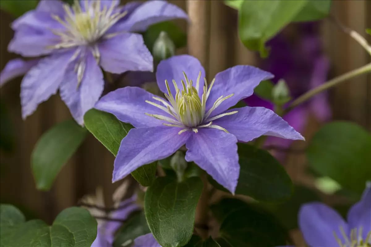 Clematis 'Bagatelle' Waldrebe 'Bagatelle'