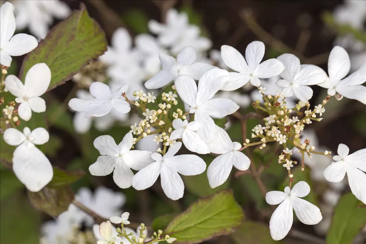 Viburnum plicatum 'Watanabe' Gefüllter Schneeball 'Watanabe'