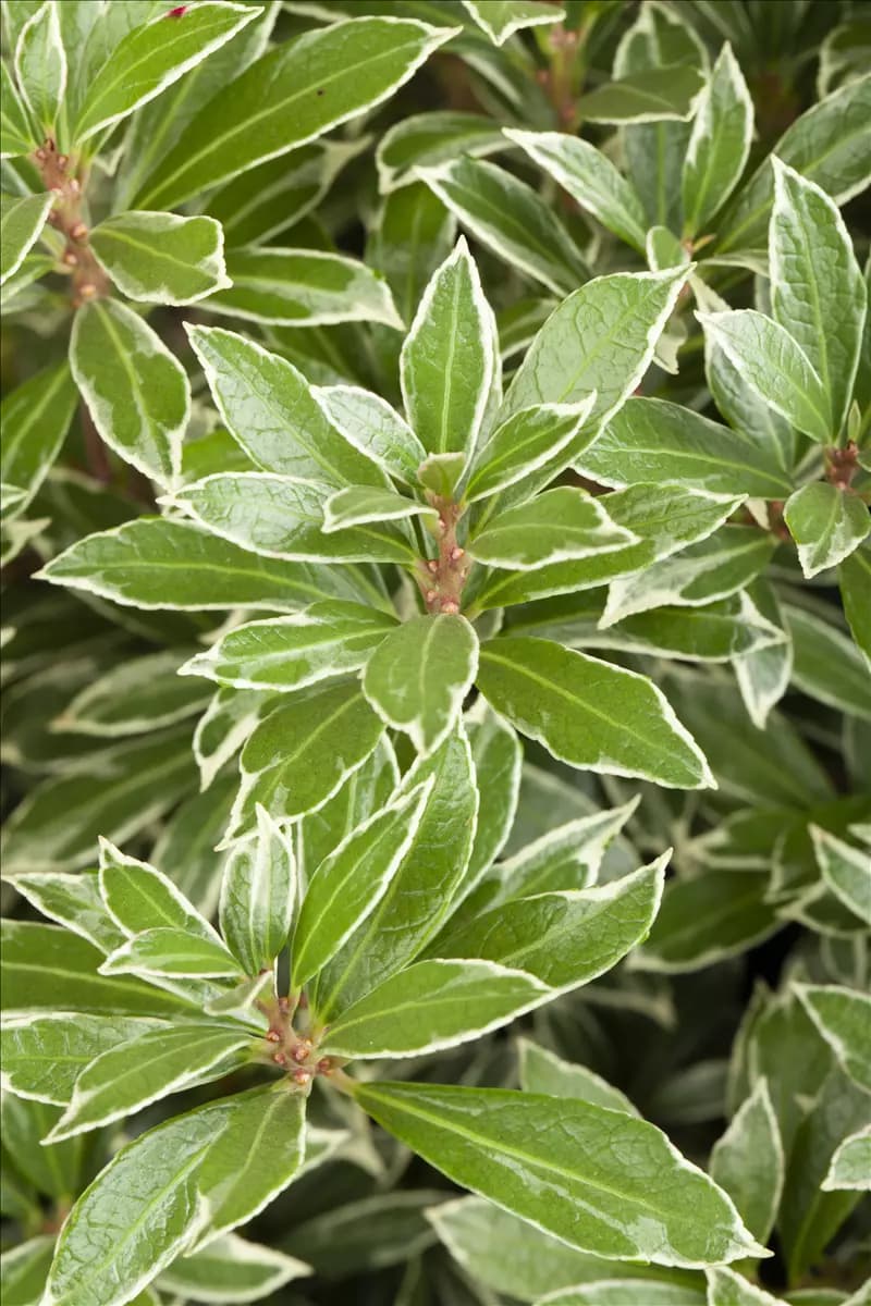 Pieris japonica 'Little Heath' Schattenglöckchen 'Little Heath'