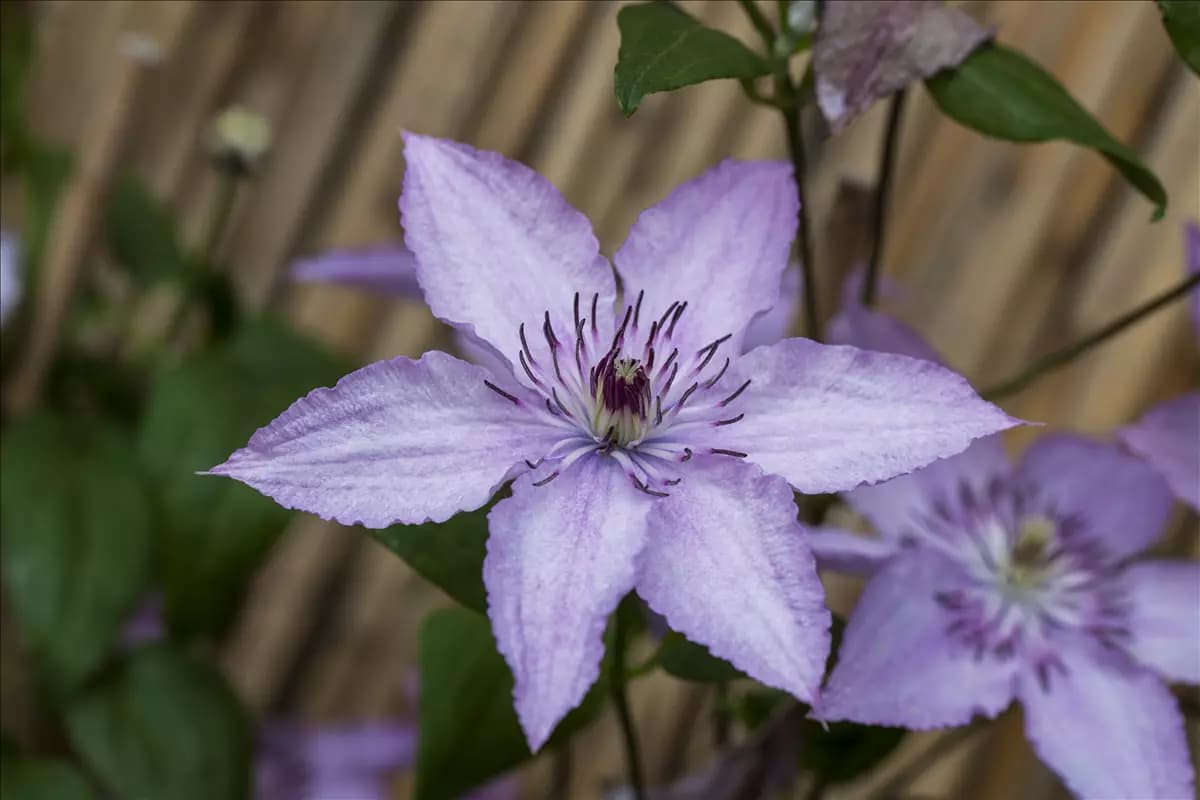 Clematis 'Hagley Hybrid' Waldrebe 'Hagley Hybrid'