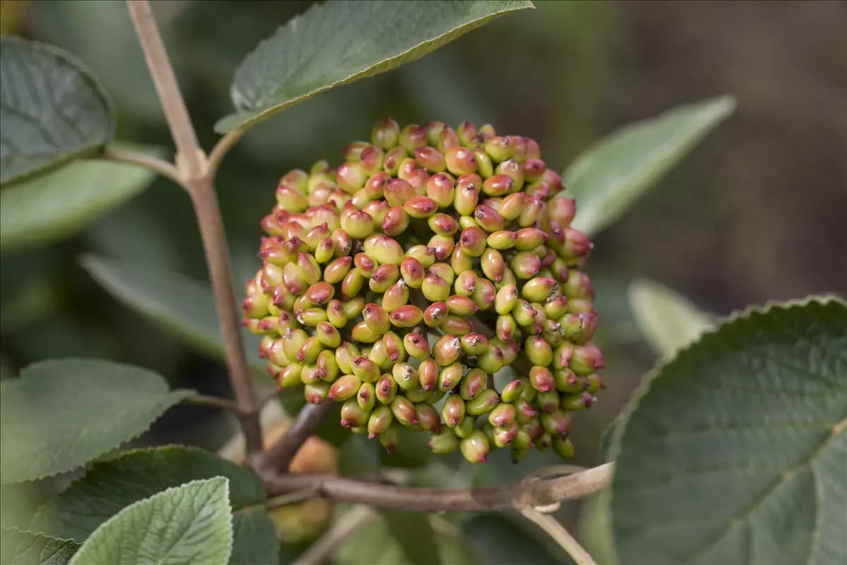 Viburnum rhytidophyllum Immergr.Zungen-Schneeball