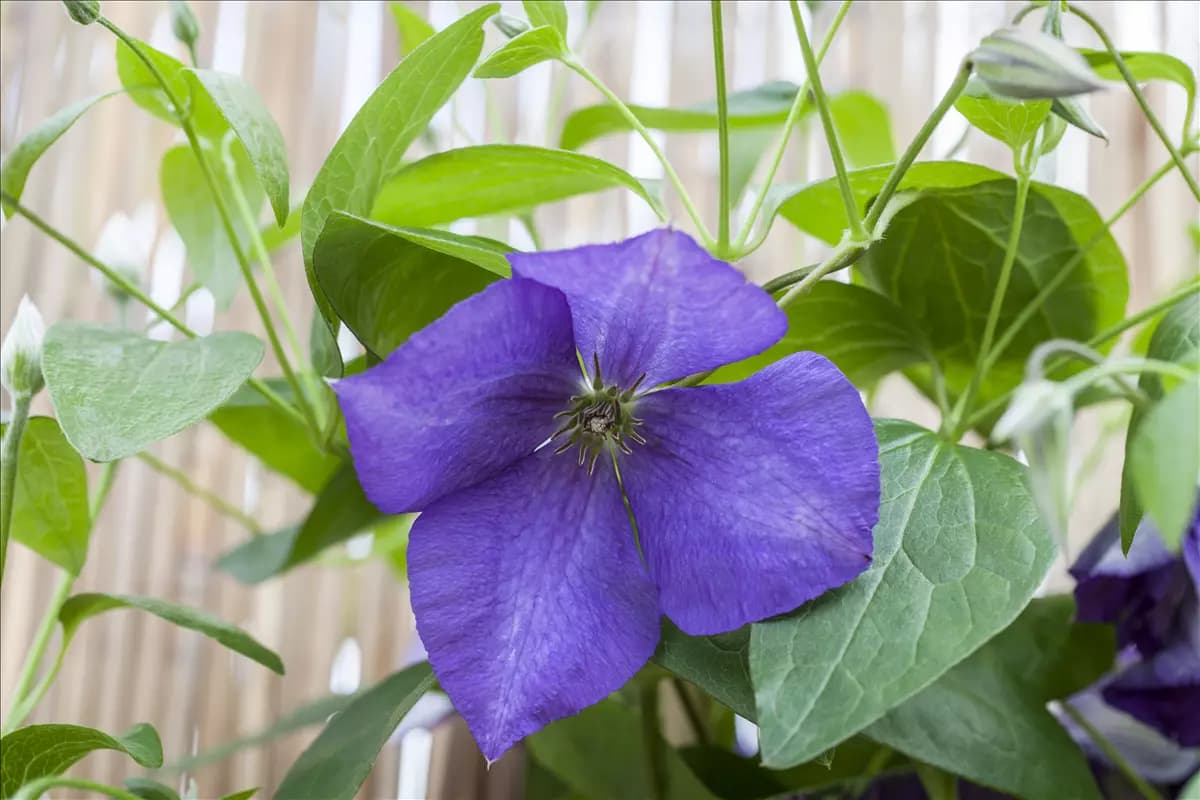 Clematis 'Jackmanii' Waldrebe 'Jackmanii'