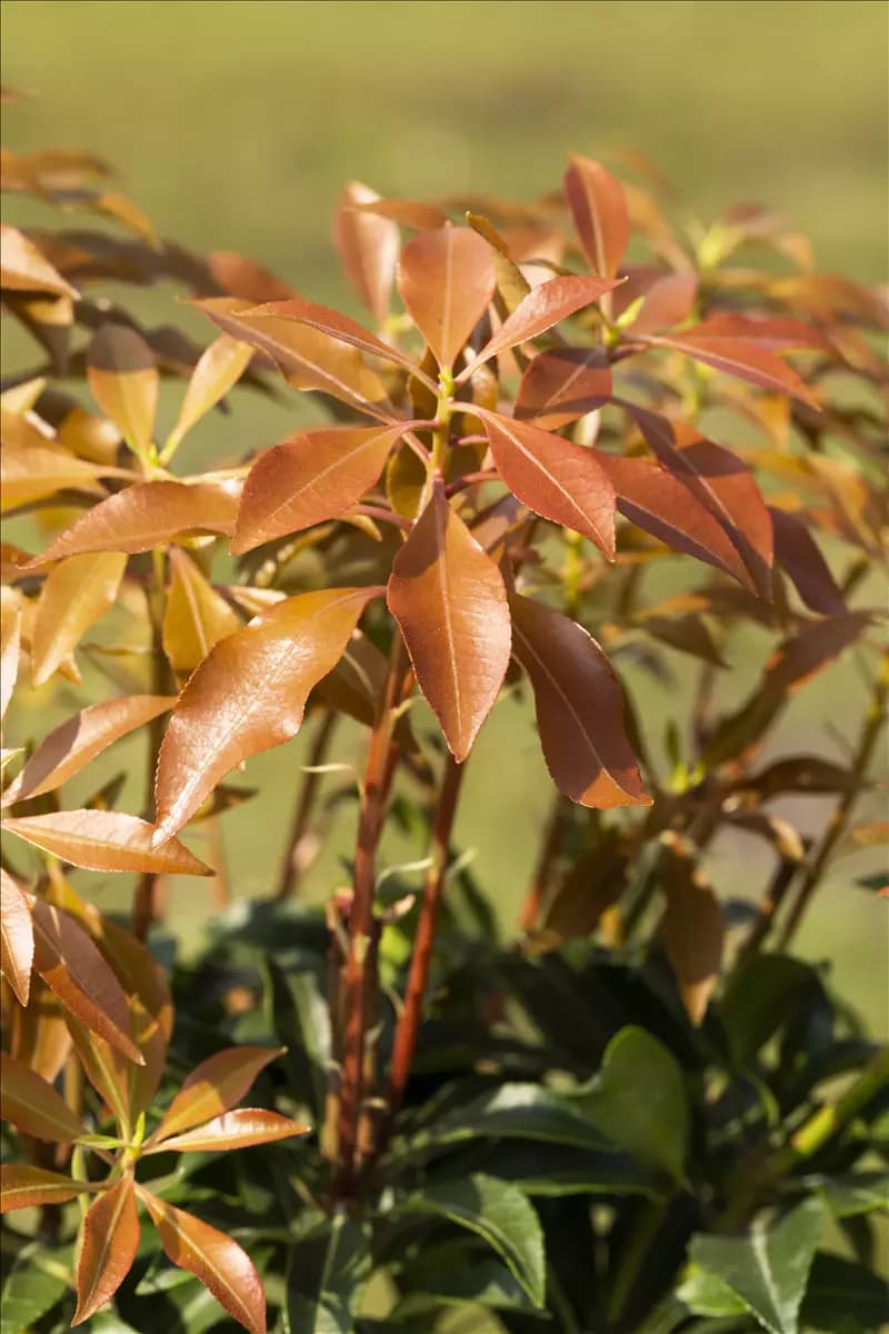 Pieris japonica 'Mountain Fire' - Moorbeet Schattenglöckchen 'Mountain Fire'