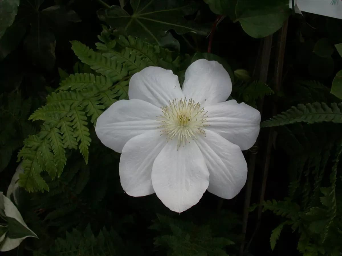Clematis 'Madame Le Coultre' Waldrebe 'Madame Le Coultre'