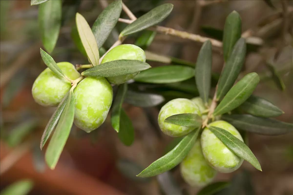 Olea europaea CAC - Formgehölze Olivenbaum