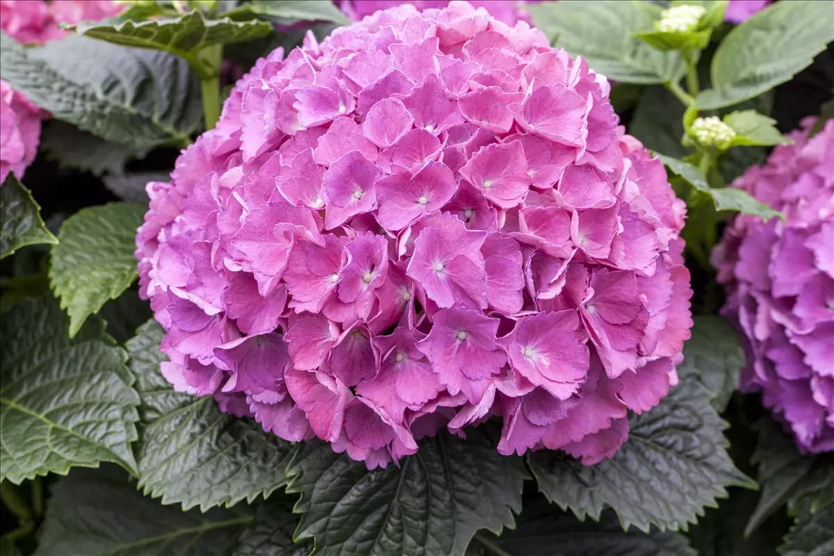 Hydrangea macrophylla 'Masja' Bauernhortensie 'Masja'