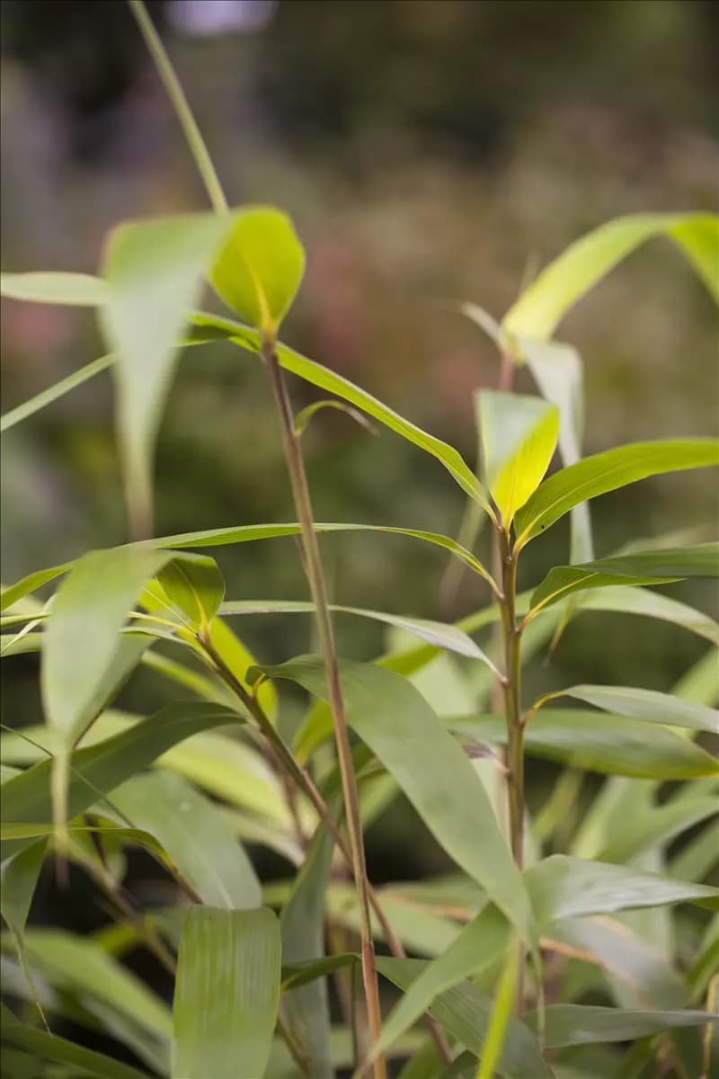 Pseudosasa japonica Pfeilbambus
