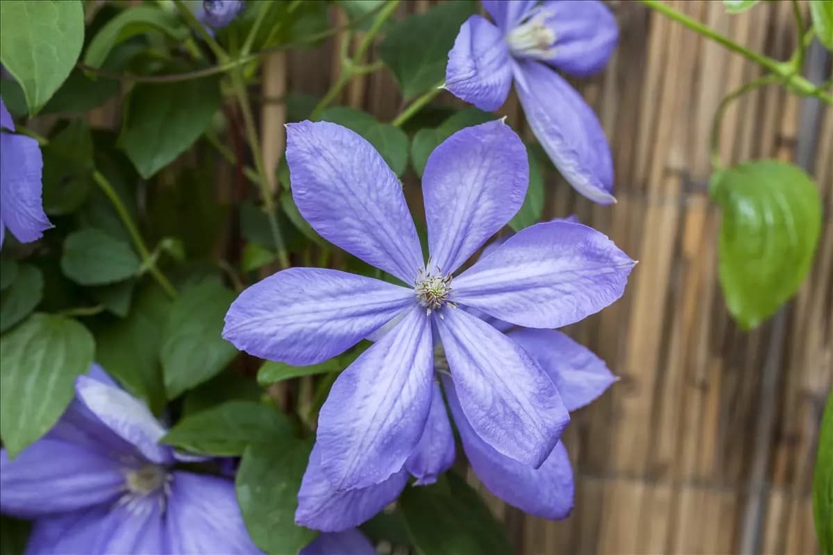 Clematis 'Mrs.Cholmondeley' Waldrebe 'Mrs.Cholmondeley'