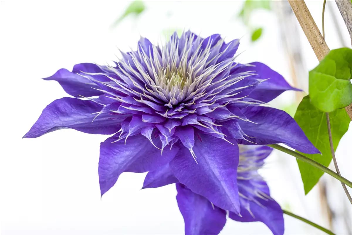 Clematis 'Multi Blue' Waldrebe 'Multi Blue'
