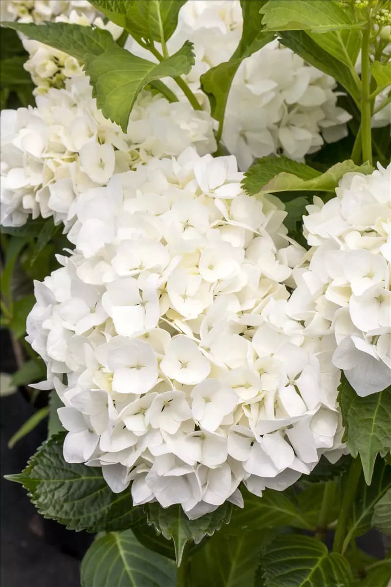 Hydrangea macrophylla 'Soeur Therese' Bauernhortensie 'Soeur Therese'