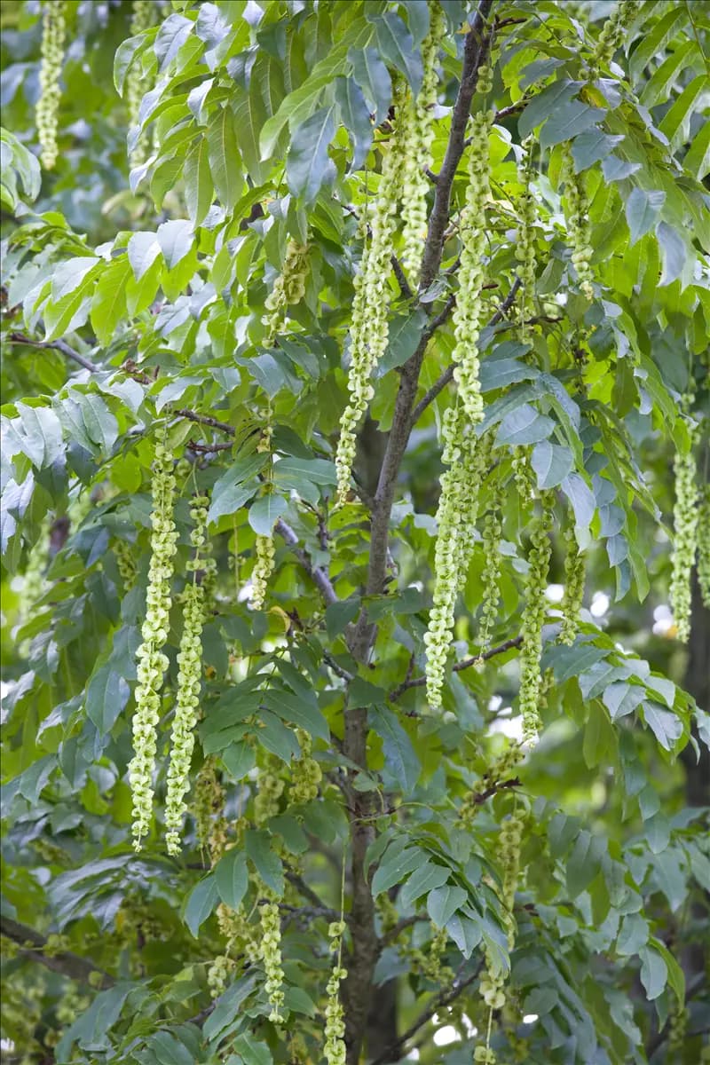 Pterocarya fraxinifolia Flügelnuss