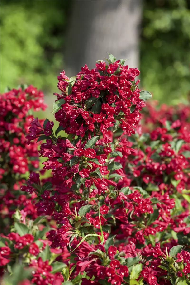 Weigela 'Eva Rathke' Weigelie 'Eva Rathke'