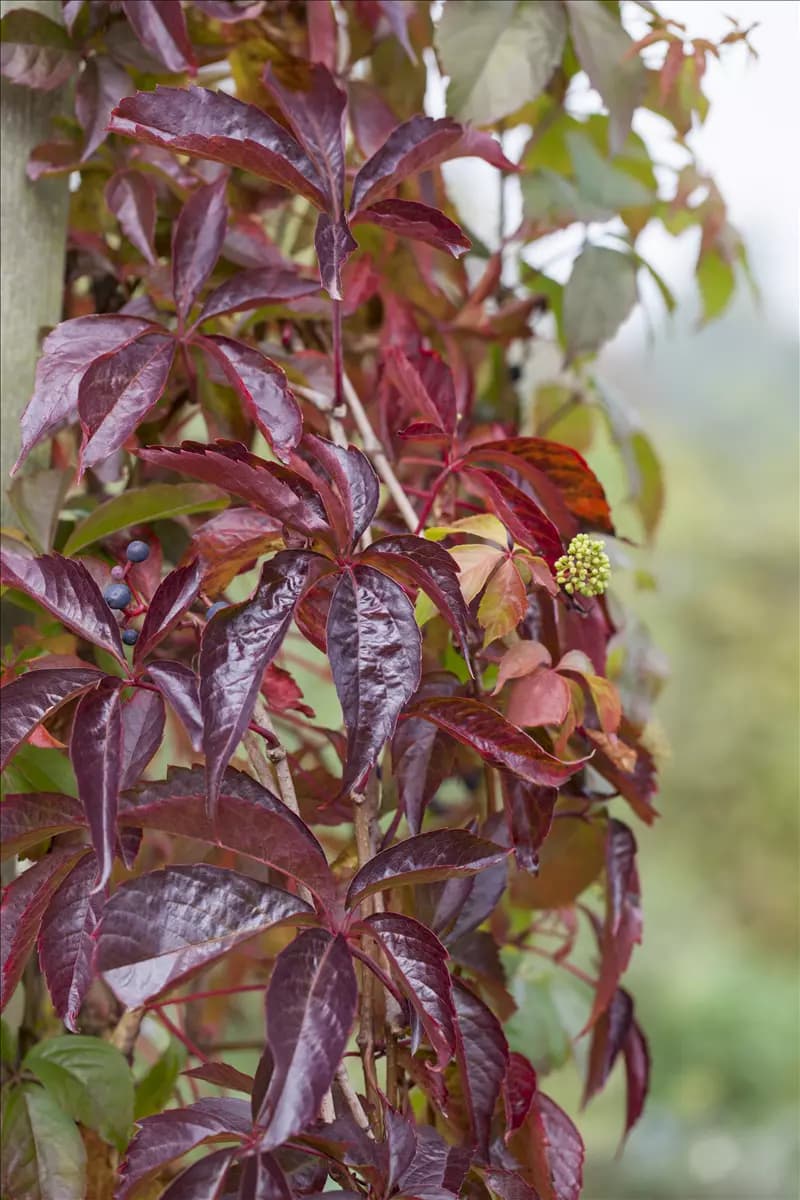 Parthenocissus quinquefolia Wilder Wein