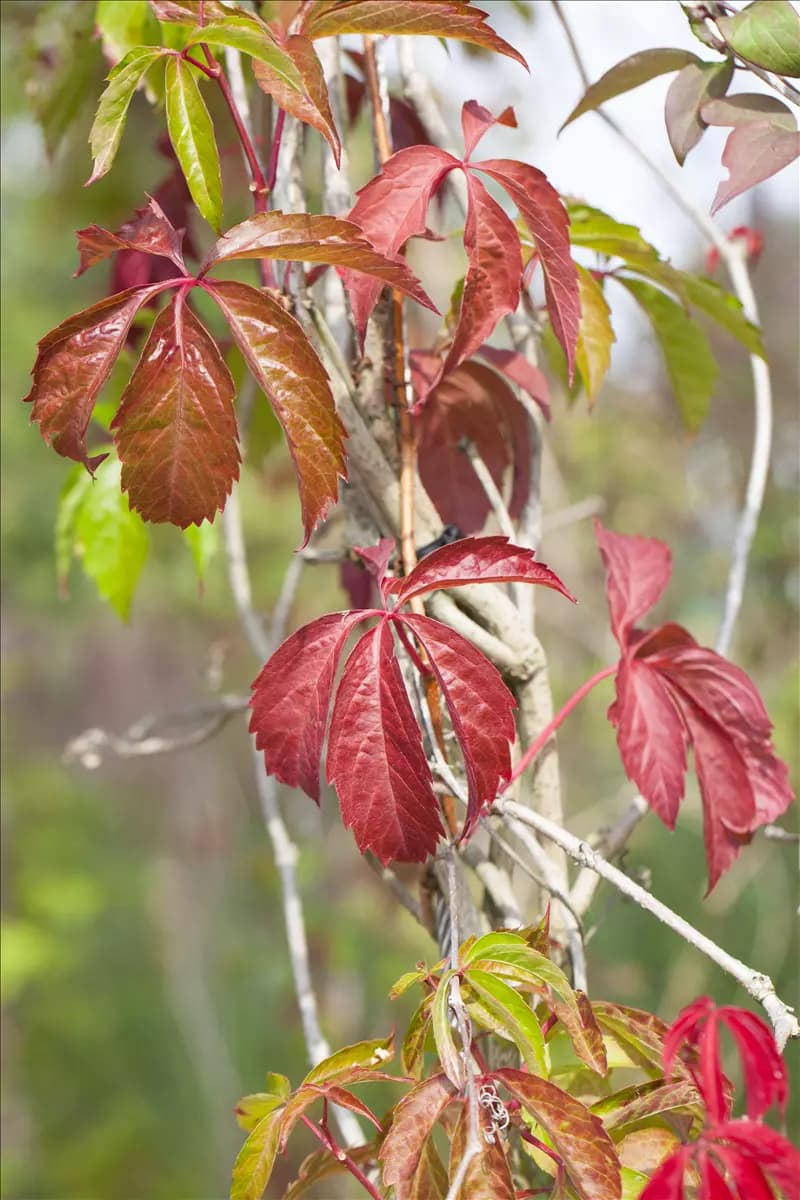 Parthenocissus quinquefolia 'Engelmannii' Mauerwein 'Engelmannii'
