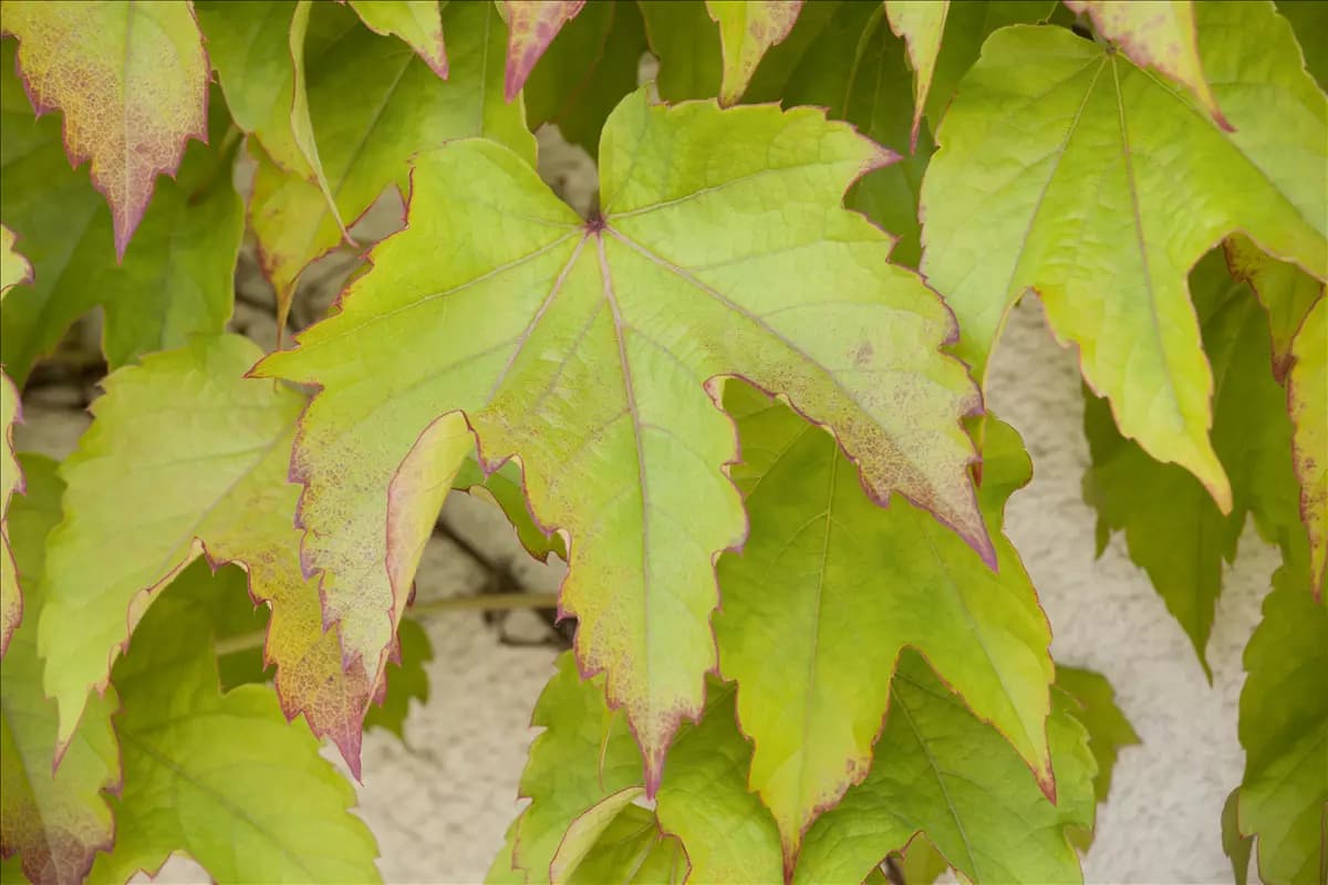 Parthenocissus tric.'Green Spring' Dreilappige Jungfernrebe 'Green Spring'