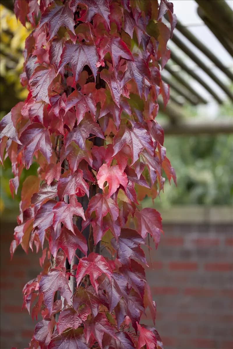 Parthenocissus tric.'Veitchii Robusta' Dreilappige Jungfernreb.'Veitchii Robusta'